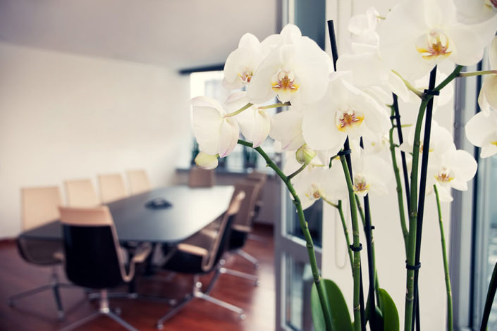 Bürobepflanzung_03